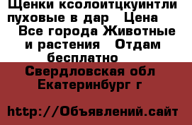 Щенки ксолоитцкуинтли пуховые в дар › Цена ­ 1 - Все города Животные и растения » Отдам бесплатно   . Свердловская обл.,Екатеринбург г.